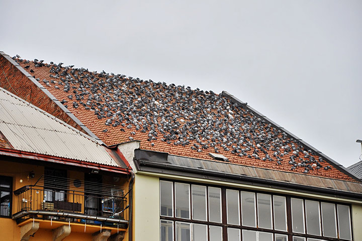 A2B Pest Control are able to install spikes to deter birds from roofs in Cardiff. 