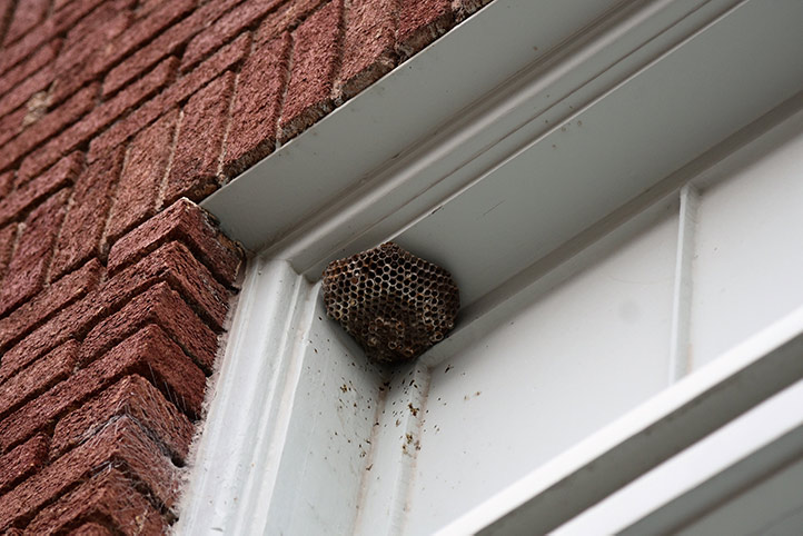 We provide a wasp nest removal service for domestic and commercial properties in Cardiff.